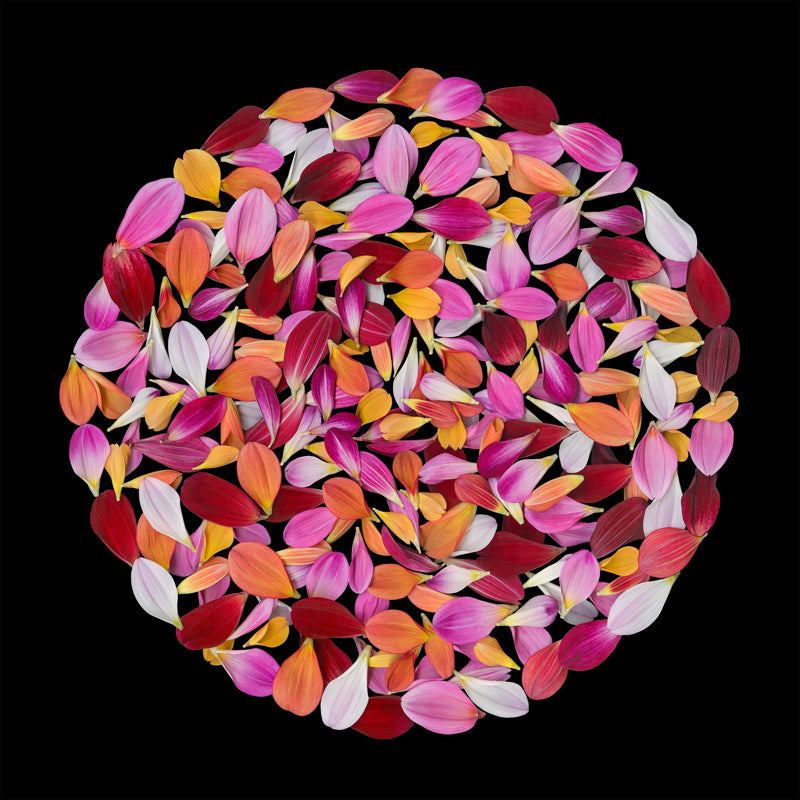 Petal Mandala IV