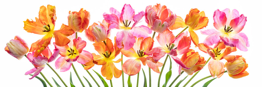 Natural Tulips