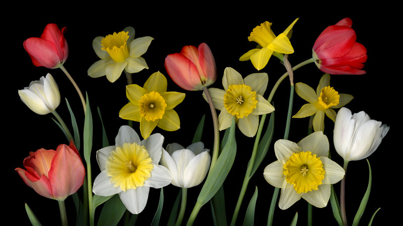 Floral Interval