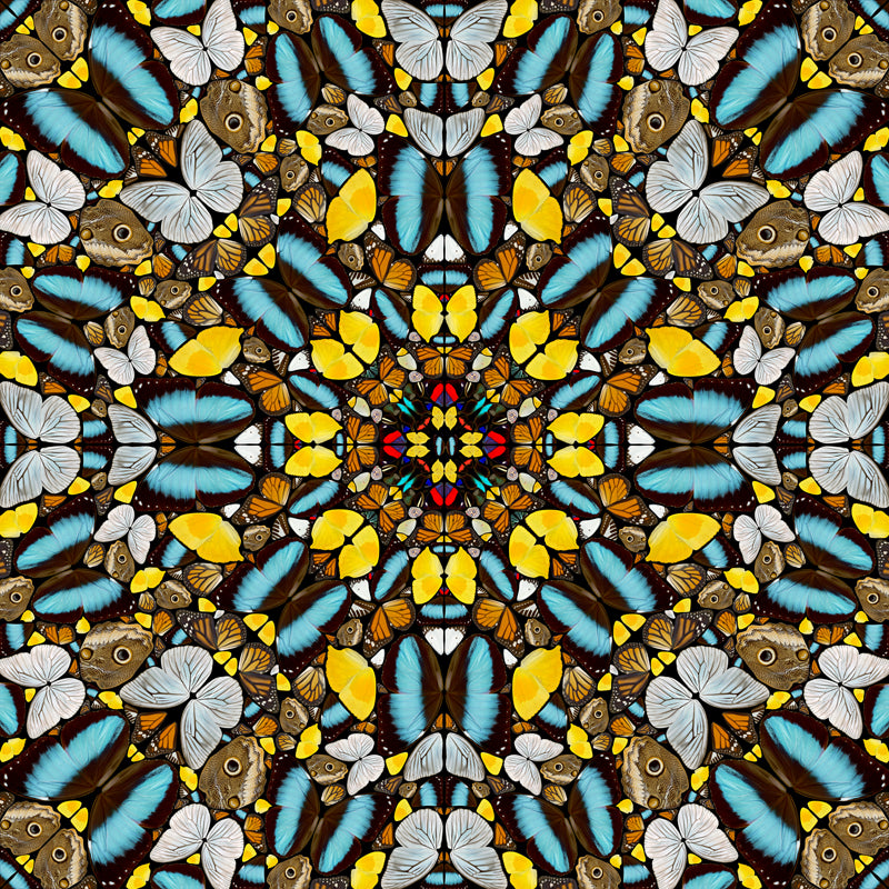 Nocturnal Butterflies