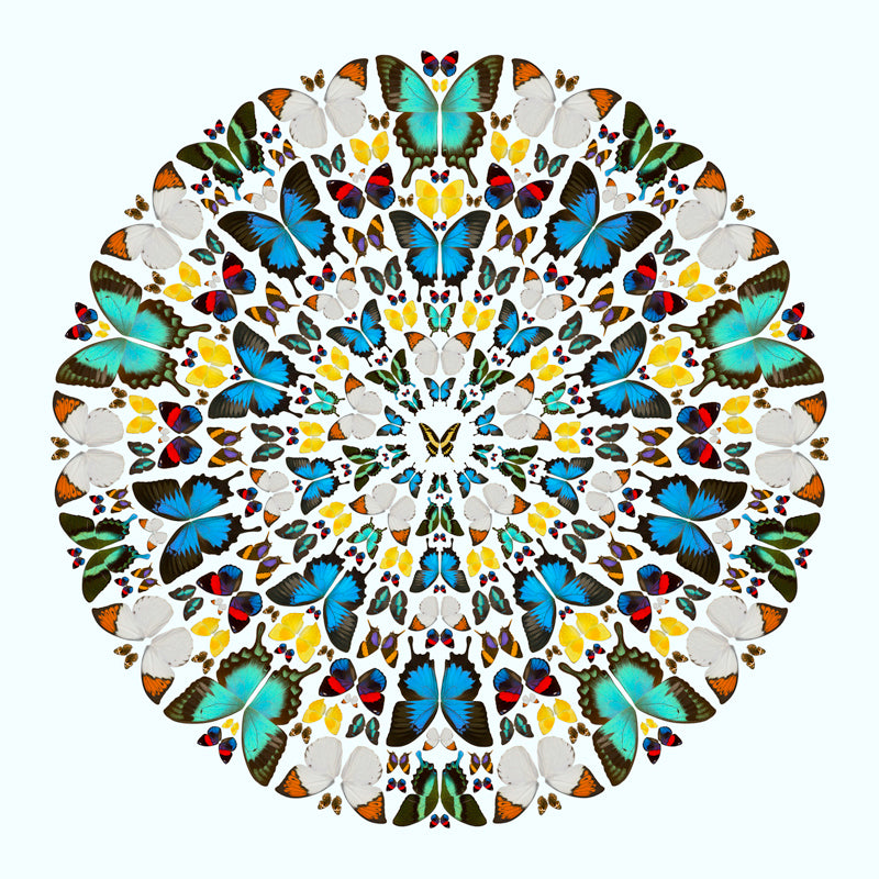 Butterflies Ensemble