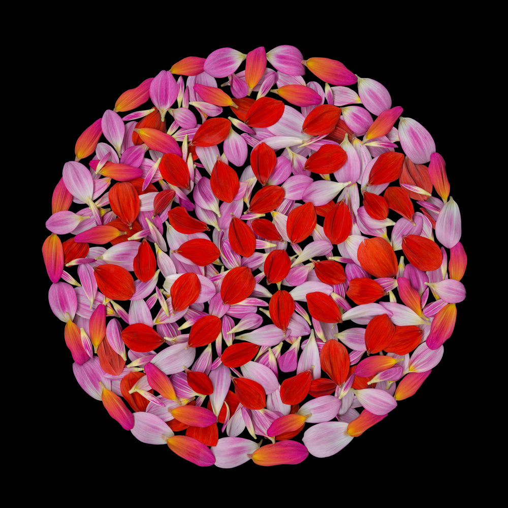 Petal Mandala II
