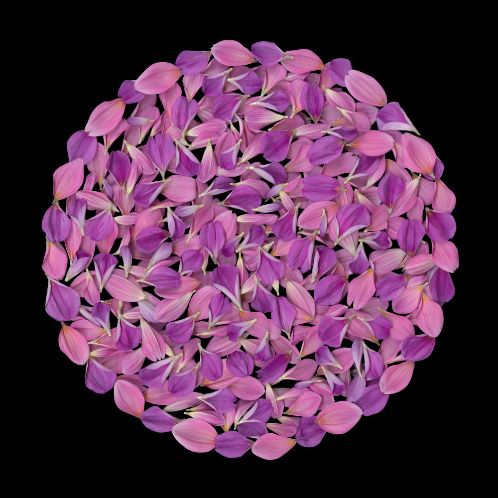 Petal Mandala III