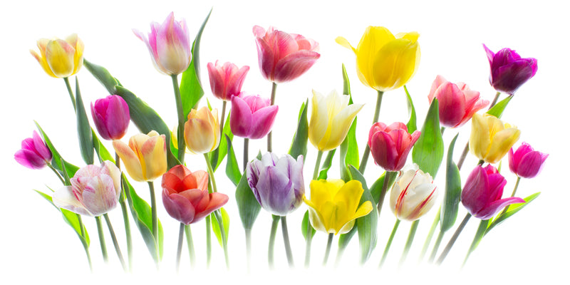 Tulip Movement