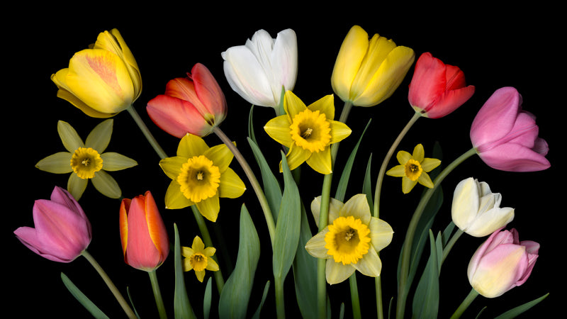 Spring Dance