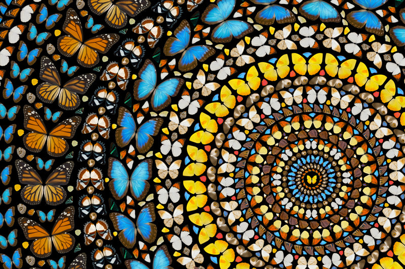 Prismatic Butterflies