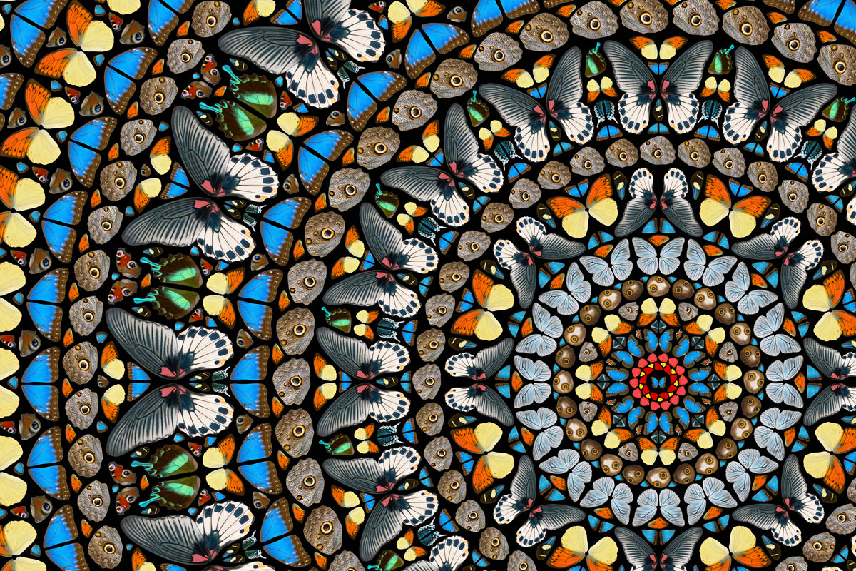 Midnight Swallowtails