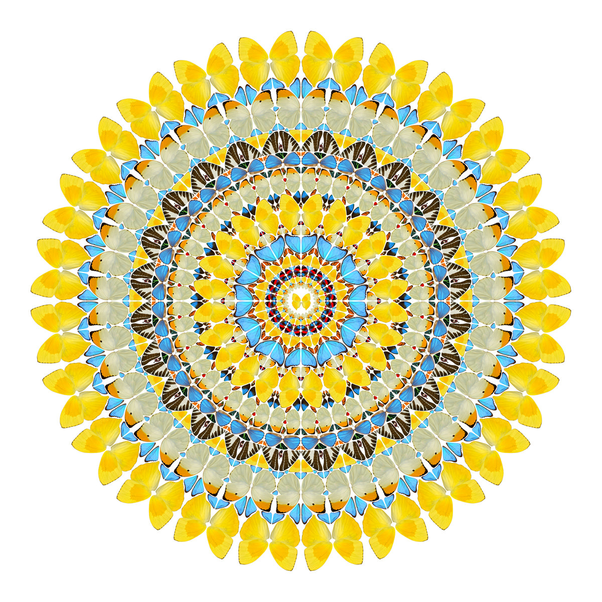 Yellow Butterfly Circle