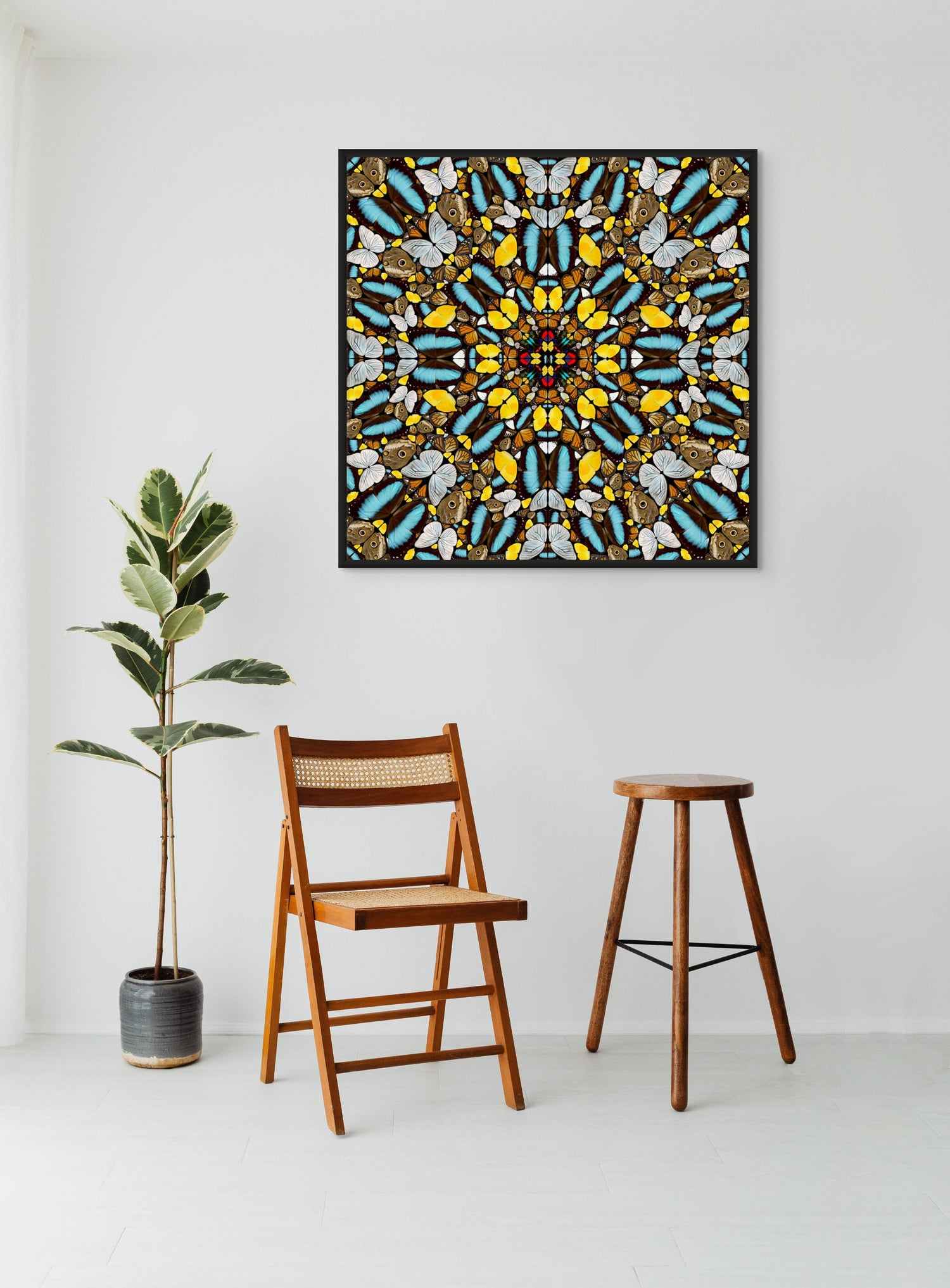 Nocturnal Butterflies